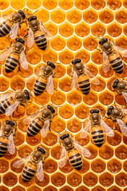 Propolis