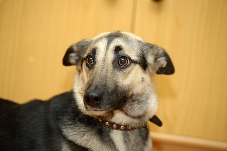 Angstconsult voor honden op De Zomerhof in Bathmen