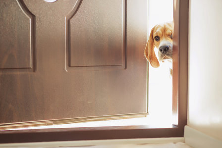 Hond Bang voor Vuurwerk