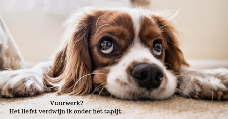 Hond Bang voor Vuurwerk