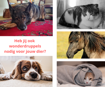 Dieren Bloesemconsult