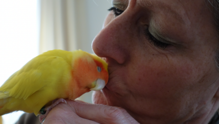Online Cursus Communiceren met Dieren