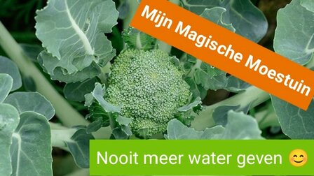 Mijn Magische Moestuin