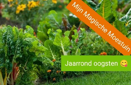 Mijn Magische Moestuin