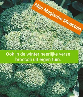 Mijn Magische Moestuin