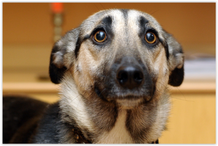 Angstige Hond 1.0
