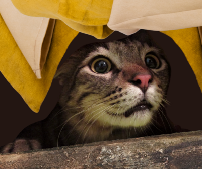 Angstige Kat 1.0