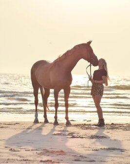 Fysiek en Emotioneel Herstel voor jou of jouw Dier