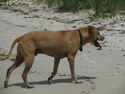 Telepathisch consult Vermissing Dier