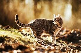 Telepathisch consult Vermissing Dier