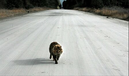 Telepathisch consult Vermissing Dier