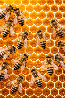 Propolis