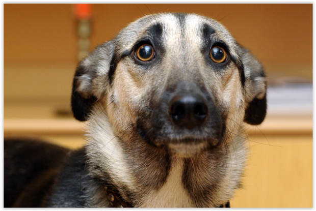 Hond Bang voor Vuurwerk