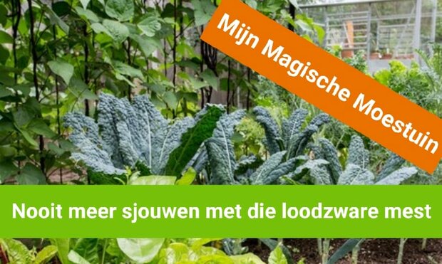 Mijn Magische Moestuin