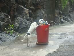 Telepathisch consult Vermissing Dier