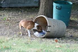 Telepathisch consult Vermissing Dier