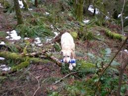 Telepathisch consult Vermissing Dier