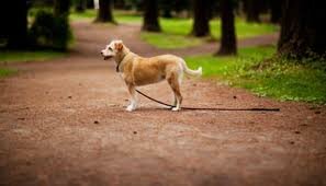 Telepathisch consult Vermissing Dier