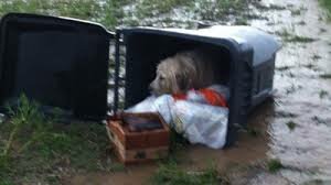 Telepathisch consult Vermissing Dier