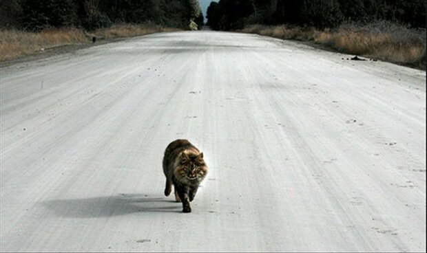 Telepathisch consult Vermissing Dier