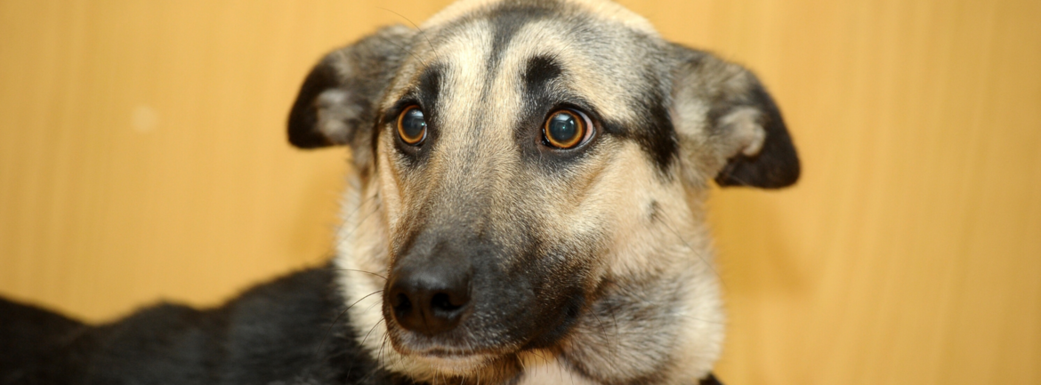 Hond of Kat Bang voor Vuurwerk