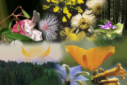 Zielsontplooiing 50 Ml