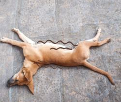 Hond Met Epilepsie 1.0