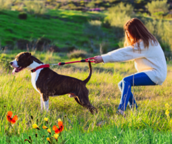 Hond Trekt Aan De Lijn 1.0