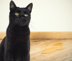 Kat Plast In Huis Of Sproeit 1.0